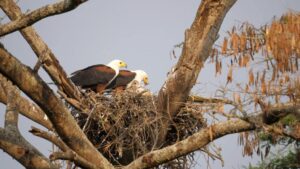 African Fish Eagle