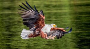 African Fish Eagle