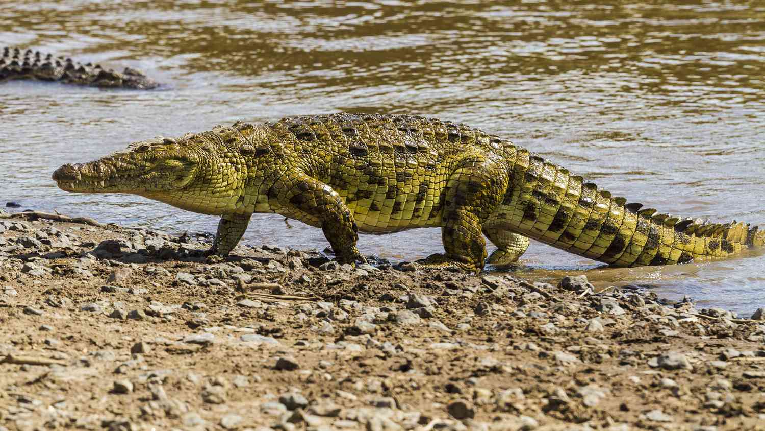 the Nile Crocodile