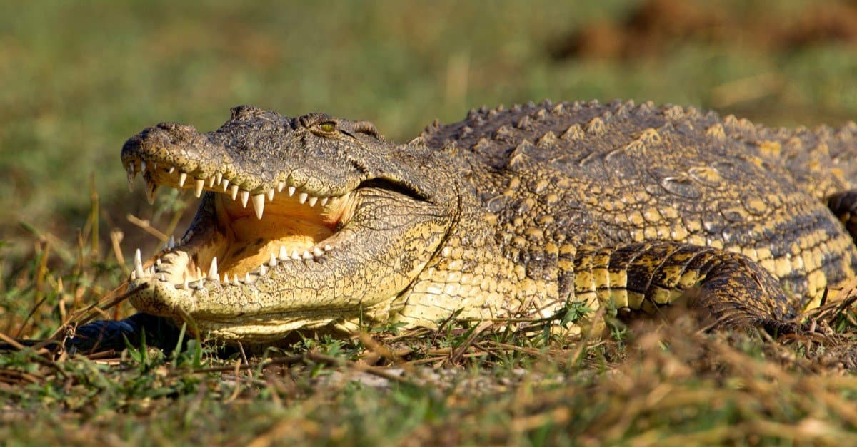 the NNile Crocodile