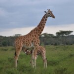 Giraffe