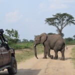 ???????????????????????????????????? Wildlife