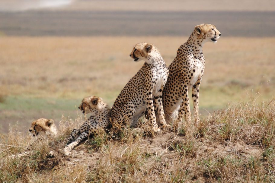 lakato safaris Serengeti Migration1